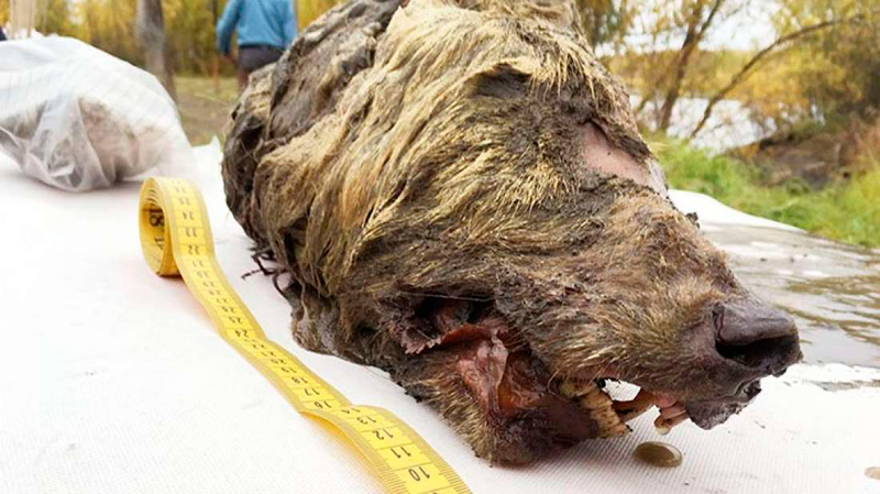 Illustration for article titled Encuentran en Siberia una cabeza de lobo gigante de la Edad de Hielo increíblemente preservada